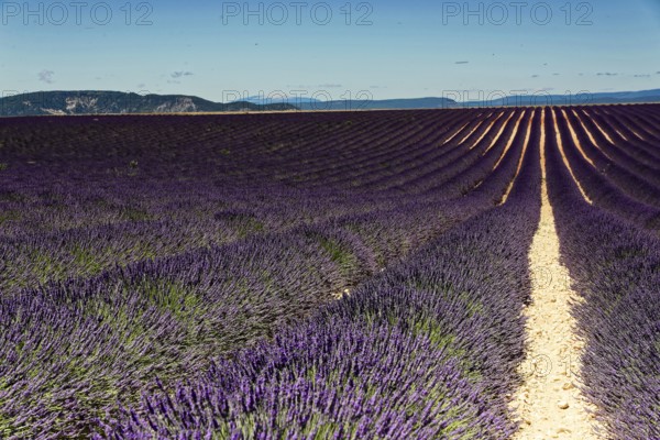 Rows of blooming lavender under a bright blue sky, Blooming lavender field (Lavandula angustifolia), Plateau de Valensole, Provence, Rows of lavender stretch to the horizon, under a clear sky, Département Alpes-de-Haute-Provence, Region Provence-Alpes-Côte dAzur, South of France, France, Europe, No AI