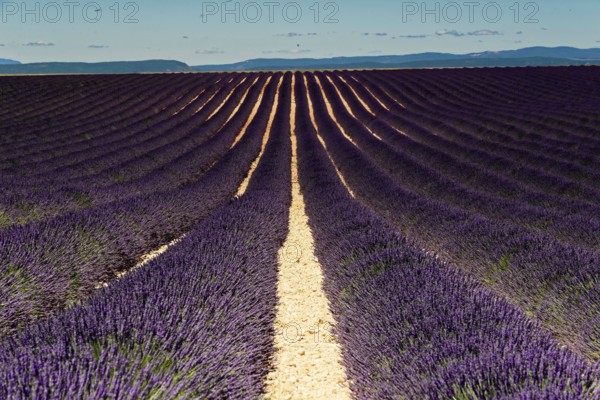 Rows of blooming lavender under a bright blue sky, Blooming lavender field (Lavandula angustifolia), Plateau de Valensole, Provence, Endless lavender field under a blue sky with mountain backdrop, Département Alpes-de-Haute-Provence, Region Provence-Alpes-Côte dAzur, South of France, France, Europe, No AI