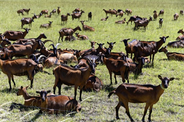 Large herd of goats on a green pasture under a sunny sky, Provence, Département Alpes-de-Haute-Provence, Region Provence-Alpes-Côte dAzur, South of France, France, Europe, No AI