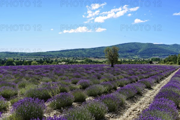 Rows of blooming lavender under a bright blue sky, Blooming lavender field (Lavandula angustifolia), Plateau de Valensole, Provence, Wide lavender field in front of a gentle hill under a summer sky, Département Alpes-de-Haute-Provence, Region Provence-Alpes-Côte dAzur, South of France, France, Europe, No AI