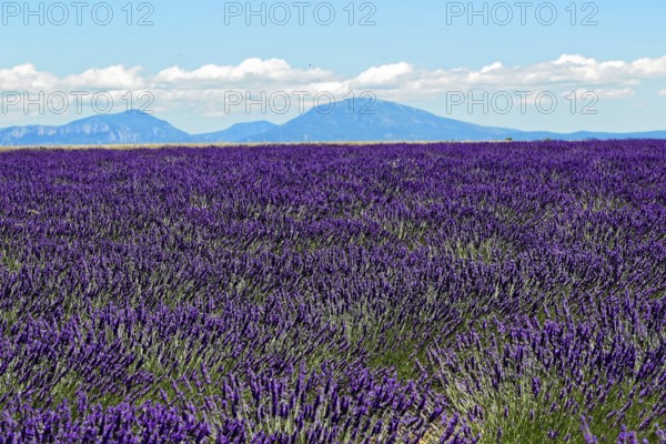 Rows of blooming lavender under a bright blue sky, Blooming lavender field (Lavandula angustifolia), Plateau de Valensole, Provence, Wide lavender field with mountain panorama under a clear sky, Département Alpes-de-Haute-Provence, Region Provence-Alpes-Côte dAzur, South of France, France, Europe, No AI