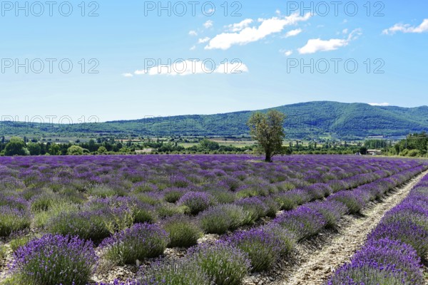 Rows of blooming lavender under a bright blue sky, Blooming lavender field (Lavandula angustifolia), Plateau de Valensole, Provence, Wide lavender fields with lonely tree in front of hills and blue sky, Département Alpes-de-Haute-Provence, Region Provence-Alpes-Côte dAzur, South of France, France, Europe, No AI