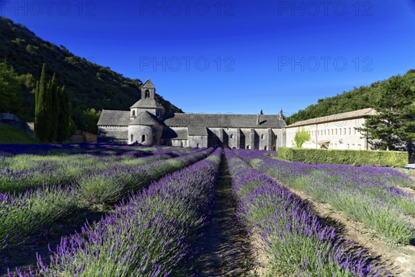 Picturesque monastery with a rich carpet of lavender flowers under a clear blue sky, Cistercian abbey Abbaye Notre-Dame de Sénanque, with lavender field, Vaucluse, Provence, Provence-Alpes-Côte d'Azur, France, Europe, Stone monastery surrounded by lavender fields under a blue sky, Département Alpes-de-Haute-Provence, Region Provence-Alpes-Côte d'Azur, South of France, No AI