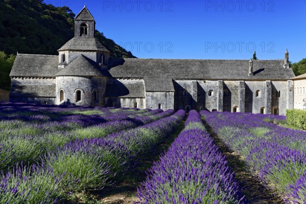 Picturesque monastery with a rich carpet of lavender flowers under a clear blue sky, Cistercian abbey Abbaye Notre-Dame de Sénanque, with lavender field, Vaucluse, Provence, Provence-Alpes-Côte d'Azur, France, Europe, Monastery building with blooming lavender field on a sunny day, Département Alpes-de-Haute-Provence, Region Provence-Alpes-Côte dAzur, South of France, No AI