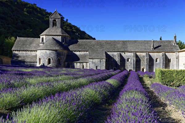 Picturesque monastery with a rich carpet of lavender flowers under a clear blue sky, Cistercian abbey Abbaye Notre-Dame de Sénanque, with lavender field, Vaucluse, Provence, Provence-Alpes-Côte d'Azur, France, Europe, Historic monastery surrounded by lavender, sunny and peaceful atmosphere, Département Alpes-de-Haute-Provence, Region Provence-Alpes-Côte d'Azur, South of France, No AI