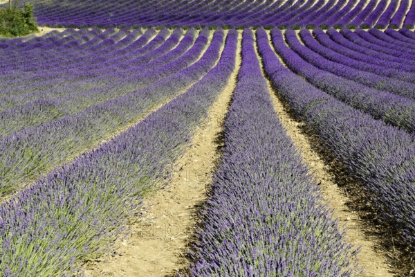 Rows of flowering lavender under a bright blue sky, Flowering lavender field (Lavandula angustifolia), Plateau de Valensole, Provence, Rows of flowering lavender in a natural agricultural landscape, Département Alpes-de-Haute-Provence, Region Provence-Alpes-Côte dAzur, South of France, France, Europe, No AI