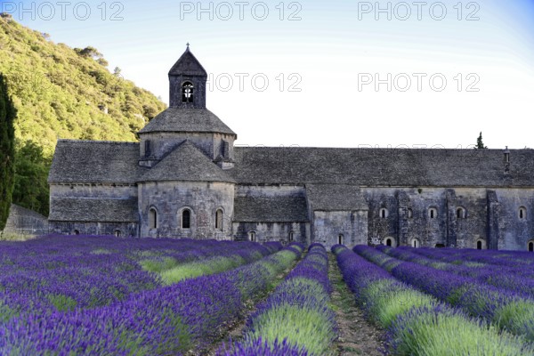 Stone abbey with lavender fields in the foreground, illuminated by soft light, Provence, Département Alpes-de-Haute-Provence, Region Provence-Alpes-Côte dAzur, South of France, France, Europe, No AI