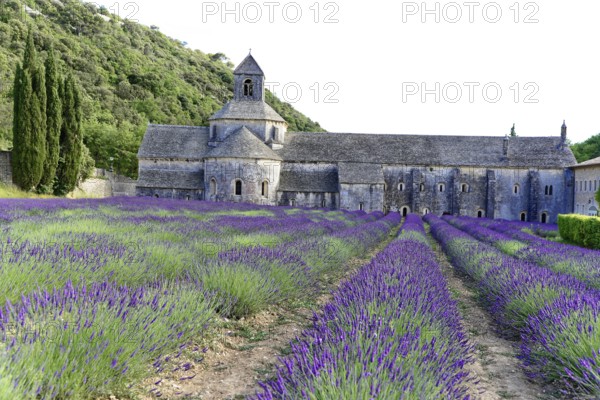 Picturesque monastery with a rich carpet of lavender flowers under a clear blue sky, Cistercian abbey Abbaye Notre-Dame de Sénanque, with lavender field, Vaucluse, Provence, Provence-Alpes-Côte d'Azur, France, Europe, View of an abbey and lavender fields against a wooded backdrop, Département Alpes-de-Haute-Provence, Region Provence-Alpes-Côte dAzur, South of France, No AI