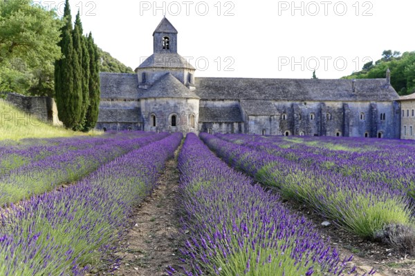 Picturesque monastery with a rich carpet of lavender flowers under a clear blue sky, Cistercian abbey Abbaye Notre-Dame de Sénanque, with lavender field, Vaucluse, Provence, Provence-Alpes-Côte d'Azur, France, Europe, An abbey surrounded by a blooming lavender field and tall cypresses, Département Alpes-de-Haute-Provence, Region Provence-Alpes-Côte dAzur, South of France, No AI