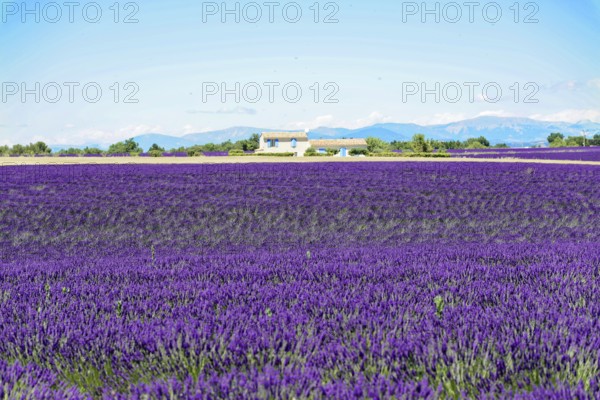 Rows of blooming lavender under a bright blue sky, Blooming lavender field (Lavandula angustifolia), Plateau de Valensole, Provence, A vast lavender field with a house and mountains in the background under a clear sky, Département Alpes-de-Haute-Provence, Region Provence-Alpes-Côte dAzur, South of France, France, Europe, No AI