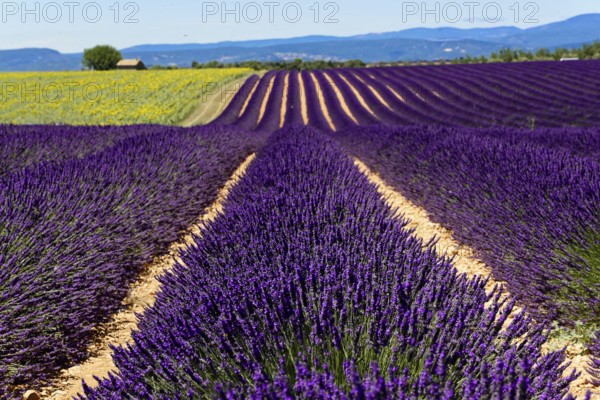 Rows of flowering lavender under a bright blue sky, Flowering lavender field (Lavandula angustifolia), Plateau de Valensole, Provence, Symmetrical rows of lavender in a rural setting with a view of hills, Département Alpes-de-Haute-Provence, Region Provence-Alpes-Côte dAzur, South of France, France, Europe, No AI