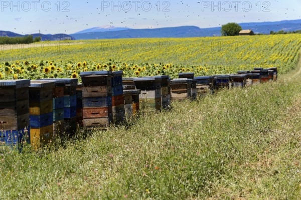 Beehives on a green meadow next to a sunflower field under a blue sky, Provence, Département Alpes-de-Haute-Provence, Region Provence-Alpes-Côte dAzur, South of France, France, Europe, No AI