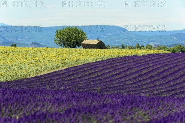 Rows of blooming lavender under a bright blue sky, Blooming lavender field (Lavandula angustifolia), Plateau de Valensole, Provence, A vast lavender field in front of a house and sunflowers, embedded in mountain landscape, Département Alpes-de-Haute-Provence, Region Provence-Alpes-Côte dAzur, South of France, France, Europe, No AI
