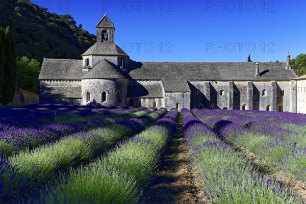 Picturesque monastery with a rich carpet of lavender flowers under a clear blue sky, Cistercian abbey Abbaye Notre-Dame de Sénanque, with lavender field, Vaucluse, Provence, Provence-Alpes-Côte d'Azur, France, Europe, Stone monastery with lavender fields under a clear sky, Département Alpes-de-Haute-Provence, Region Provence-Alpes-Côte d'Azur, South of France, No AI