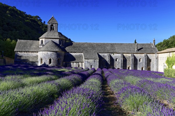 Picturesque monastery with a rich carpet of lavender flowers under a clear blue sky, Cistercian abbey Abbaye Notre-Dame de Sénanque, with lavender field, Vaucluse, Provence, Provence-Alpes-Côte d'Azur, France, Europe, Stone monastery with lavender field in the foreground under a blue sky, Département Alpes-de-Haute-Provence, Region Provence-Alpes-Côte dAzur, South of France, No AI