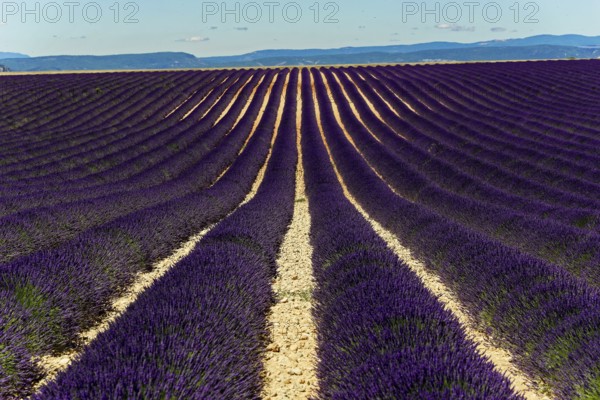 Rows of blooming lavender under a bright blue sky, Blooming lavender field (Lavandula angustifolia), Plateau de Valensole, Provence, Endless lavender fields under a clear sky with mountain view, Département Alpes-de-Haute-Provence, Region Provence-Alpes-Côte dAzur, South of France, France, Europe, No AI