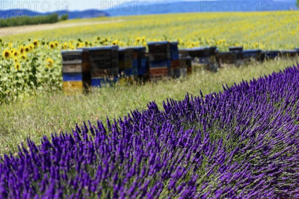 Lush lavender fields next to colourful beehives and bright sunflowers, Provence, Département Alpes-de-Haute-Provence, Region Provence-Alpes-Côte dAzur, South of France, France, Europe, No AI