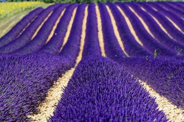 Rows of flowering lavender under a bright blue sky, Flowering lavender field (Lavandula angustifolia), Plateau de Valensole, Provence, Purple lavender in orderly rows across a field, impressive colours and textures, Département Alpes-de-Haute-Provence, Region Provence-Alpes-Côte dAzur, South of France, France, Europe, No AI