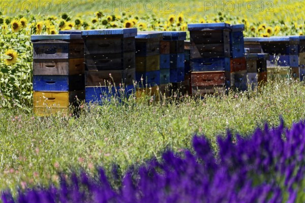Beehives next to lavender and sunflowers, a living natural landscape, Provence, Département Alpes-de-Haute-Provence, Region Provence-Alpes-Côte dAzur, South of France, France, Europe, No AI