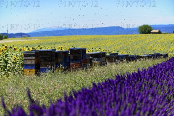 Lavender field in front of beehives and sunflowers, embedded in a mountain landscape, Provence, Département Alpes-de-Haute-Provence, Region Provence-Alpes-Côte dAzur, South of France, France, Europe, No AI