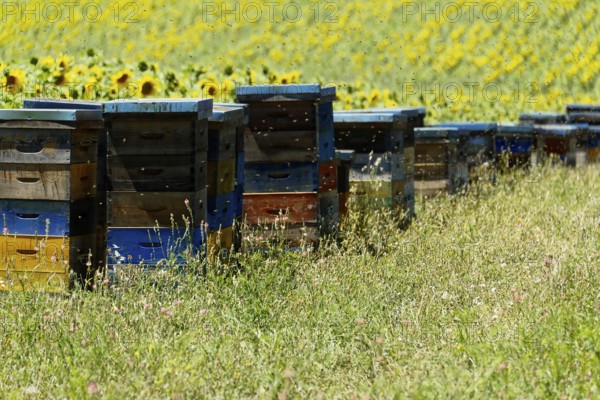 Beehives in a meadow with sunflowers in the background and flying bees, Provence, Département Alpes-de-Haute-Provence, Region Provence-Alpes-Côte dAzur, South of France, France, Europe, No AI