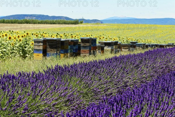 Beehives between lavender and sunflower fields in a summer setting, Provence, Département Alpes-de-Haute-Provence, Region Provence-Alpes-Côte dAzur, South of France, France, Europe, No AI