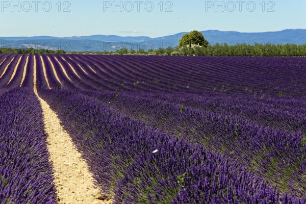 Rows of blooming lavender under a bright blue sky, Blooming lavender field (Lavandula angustifolia), Plateau de Valensole, Provence, Purple lavender fields with horizon and sky under clear conditions, Département Alpes-de-Haute-Provence, Region Provence-Alpes-Côte dAzur, South of France, France, Europe, No AI