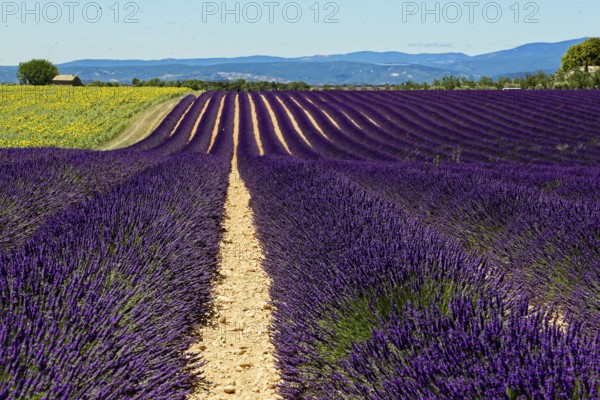 Purple lavender fields in a natural setting with hills and sky, Provence, Département Alpes-de-Haute-Provence, Region Provence-Alpes-Côte dAzur, South of France, France, Europe, No AI