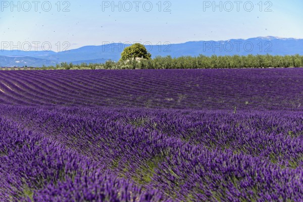 Rows of blooming lavender under a bright blue sky, Blooming lavender field (Lavandula angustifolia), Plateau de Valensole, Provence, Purple lavender field with mountain backdrop and tree in wide nature, Département Alpes-de-Haute-Provence, Region Provence-Alpes-Côte dAzur, South of France, France, Europe, No AI