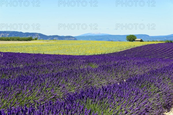 Rows of blooming lavender under a bright blue sky, Blooming lavender field (Lavandula angustifolia), Plateau de Valensole, Provence, Yellow and purple field with mountain view under blue sky, Département Alpes-de-Haute-Provence, Region Provence-Alpes-Côte dAzur, South of France, France, Europe, No AI