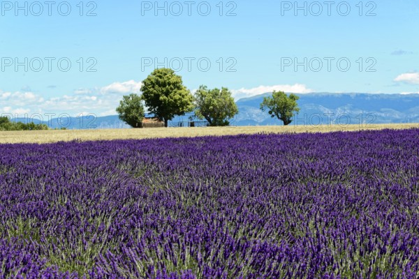 Rows of blooming lavender under a bright blue sky, Blooming lavender field (Lavandula angustifolia), Plateau de Valensole, Provence, A vast lavender field under a clear blue sky, surrounded by trees and mountains, Département Alpes-de-Haute-Provence, Region Provence-Alpes-Côte dAzur, South of France, France, Europe, No AI