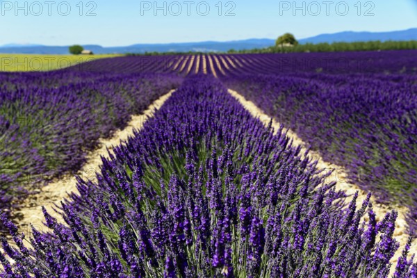 Rows of blooming lavender under a bright blue sky, Blooming lavender field (Lavandula angustifolia), Plateau de Valensole, Provence, Sprawling lavender field under a clear sky in a rural setting, Département Alpes-de-Haute-Provence, Region Provence-Alpes-Côte dAzur, South of France, France, Europe, No AI