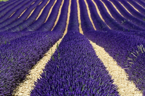 Rows of flowering lavender under a bright blue sky, Flowering lavender field (Lavandula angustifolia), Plateau de Valensole, Provence, Regular rows of lavender bushes, an aesthetically pleasing arrangement, Département Alpes-de-Haute-Provence, Region Provence-Alpes-Côte dAzur, South of France, France, Europe, No AI