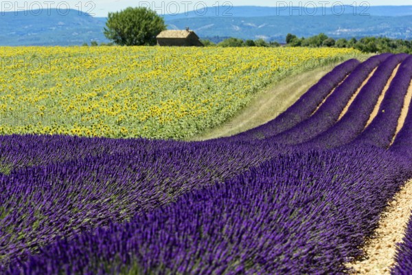 Waves of lavender and sunflowers against a mountain backdrop, a house in the centre, Provence, Département Alpes-de-Haute-Provence, Provence region Rows of blooming lavender under a bright blue sky, Blooming lavender field (Lavandula angustifolia), Plateau de Valensole, Alpes-Côte dAzur, South of France, France, Europe, No AI