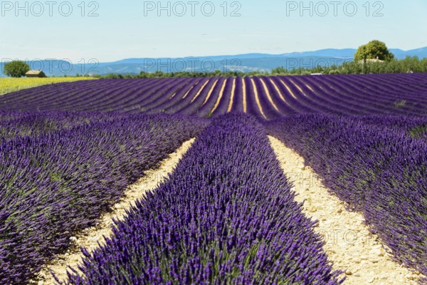 Rows of flowering lavender under a bright blue sky, Flowering lavender field (Lavandula angustifolia), Plateau de Valensole, Provence, Lavender in straight rows stretches in a summer landscape, Département Alpes-de-Haute-Provence, Region Provence-Alpes-Côte dAzur, South of France, France, Europe, No AI