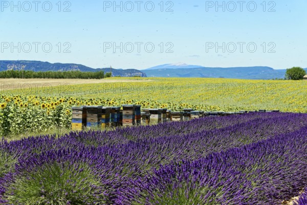 Rows of blooming lavender under a bright blue sky, Blooming lavender field (Lavandula angustifolia), Plateau de Valensole, Provence, Beehives between lavender and sunflower fields in a picturesque landscape, Département Alpes-de-Haute-Provence, Region Provence-Alpes-Côte dAzur, South of France, France, Europe, No AI