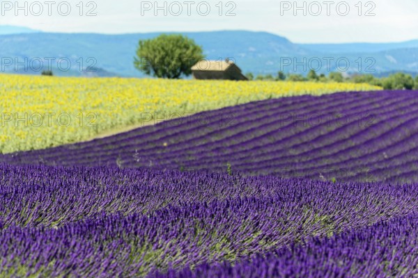 Rows of blooming lavender under a bright blue sky, Blooming lavender field (Lavandula angustifolia), Plateau de Valensole, Provence, Purple lavender fields spread out in front of sunflowers and a distant house, Département Alpes-de-Haute-Provence, Region Provence-Alpes-Côte dAzur, South of France, France, Europe, No AI