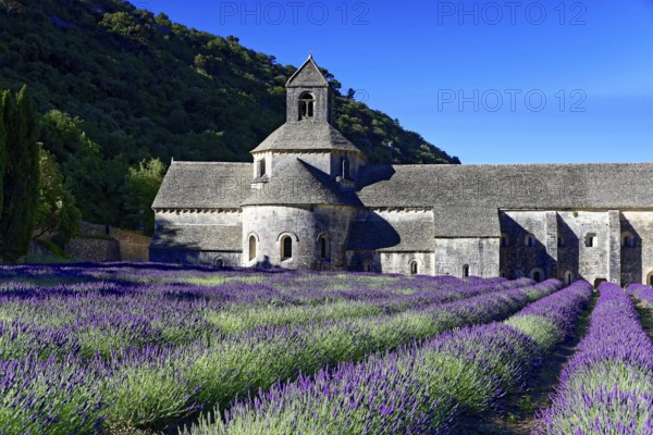 Picturesque monastery with a rich carpet of lavender flowers under a clear blue sky, Cistercian abbey Abbaye Notre-Dame de Sénanque, with lavender field, Vaucluse, Provence, Provence-Alpes-Côte d'Azur, France, Europe, Old monastery in the middle of lavender fields under a clear sky, Département Alpes-de-Haute-Provence, Region Provence-Alpes-Côte dAzur, South of France, No AI
