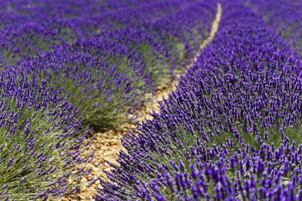 Close-up of a path through a dense lavender field in daylight, Provence, Département Alpes-de-Haute-Provence, Region Provence-Alpes-Côte dAzur, South of France, France, Europe, No AI