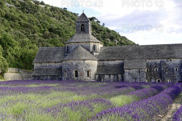 Picturesque abbey with a rich carpet of lavender flowers under a clear blue sky, Cistercian abbey Abbaye Notre-Dame de Sénanque, with lavender field, Vaucluse, Provence, Provence-Alpes-Côte d'Azur, France, Europe, Classical abbey with magnificent lavender fields and surrounding forest, Département Alpes-de-Haute-Provence, Region Provence-Alpes-Côte dAzur, South of France, No AI