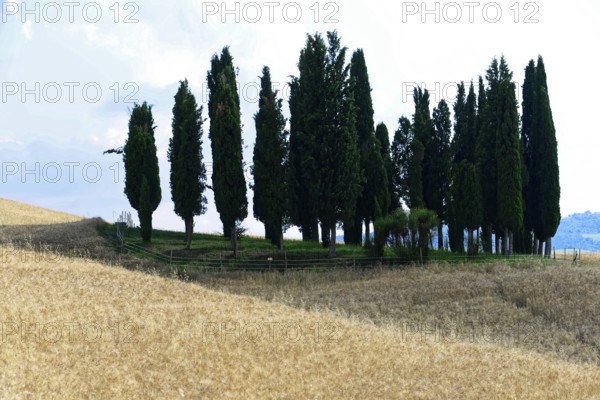 Cypress trees stand on a hill, surrounded by fields, with shade in the afternoon, south of Pienza, Tuscany, Italy