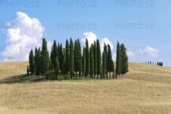 Group of cypress trees on a gentle hill under a clear blue sky with scattered clouds, south of Pienza, Tuscany, Italy