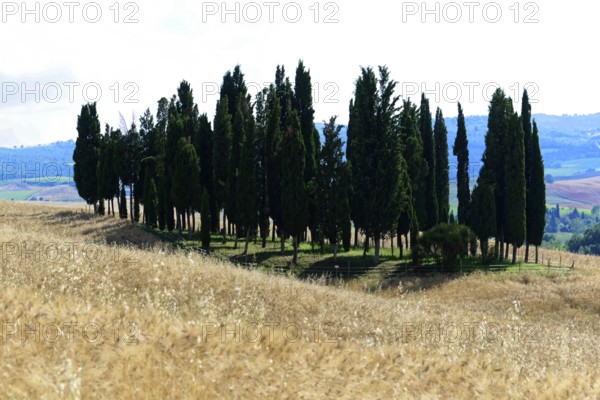 Shadow play of a row of cypresses on a hill under a sunny sky, south of Pienza, Tuscany, Italy
