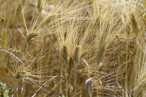 Close-up of golden ears of wheat in the field, shining in the sun, south of Pienza, Tuscany, Italy