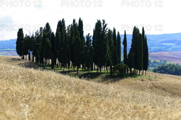 A group of cypress trees stands on a hill with golden fields in the foreground, south of Pienza, Tuscany, Italy