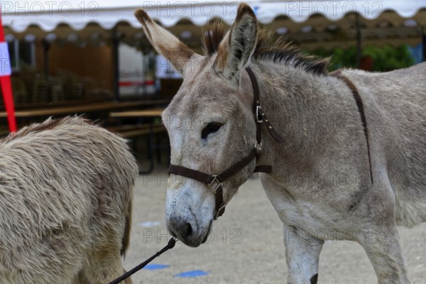 Two donkeys with halters stand at a fair in front of a tent, Provence, Département Alpes-de-Haute-Provence, Region Provence-Alpes-Côte dAzur, South of France, France, Europe, No AI