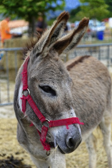 Brown donkey with red halter stands in the foreground, background blurred, Provence, Département Alpes-de-Haute-Provence, Region Provence-Alpes-Côte dAzur, South of France, France, Europe, No AI