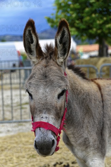 Grey donkey with red halter standing in front of a fence outside, Provence, Département Alpes-de-Haute-Provence, Region Provence-Alpes-Côte dAzur, South of France, France, Europe, No AI
