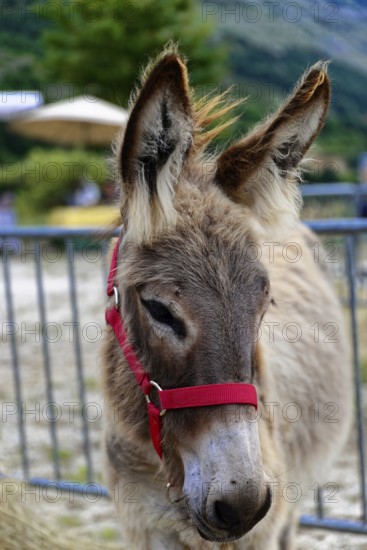 Donkey portrait with red halter, in the foreground is the farm fence, Provence, Département Alpes-de-Haute-Provence, Region Provence-Alpes-Côte dAzur, South of France, France, Europe, No AI