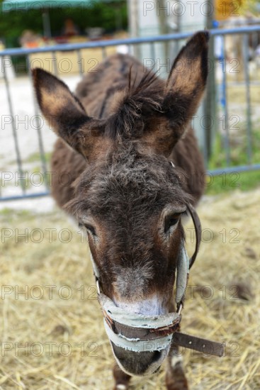 Brown donkey with halter standing on hay and looking down, Provence, Département Alpes-de-Haute-Provence, Region Provence-Alpes-Côte dAzur, South of France, France, Europe, No AI